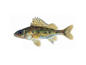 Eurasian Ruffe | Ontario's Invading Species Awareness Program