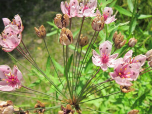 Flowering Rush | Ontario's Invading Species Awareness Program