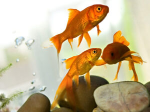 Goldfish | Ontario's Invading Species Awareness Program