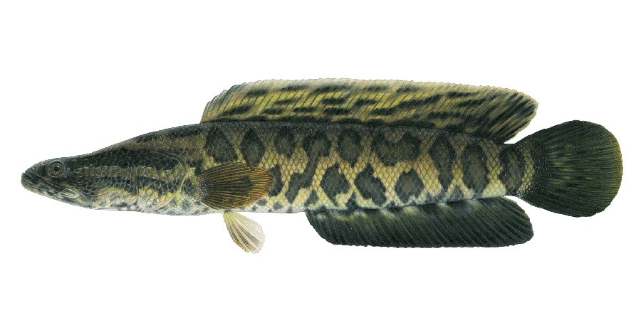 Northern Snakehead | Ontario's Invading Species Awareness Program
