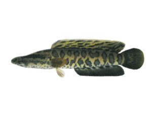 Northern Snakehead | Ontario's Invading Species Awareness Program