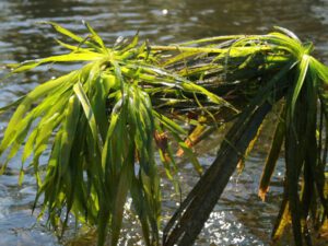 Water Soldier | Ontario's Invading Species Awareness Program