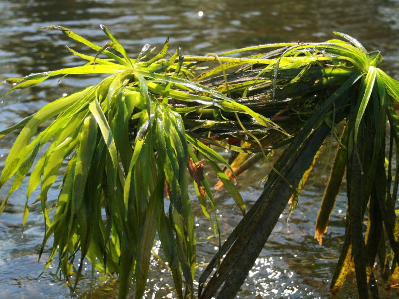 Water Soldier Eradication