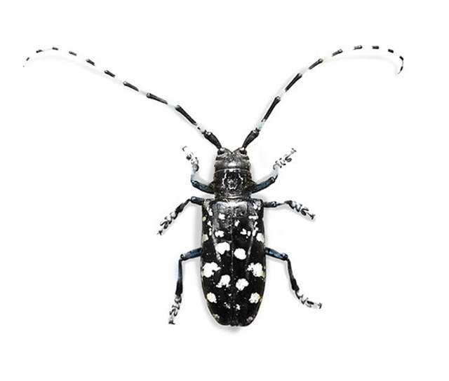 Asian Long-horned Beetle | U.S. Department of Agriculture