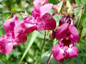 Himalayan Balsam | Ontario's Invading Species Awareness Program