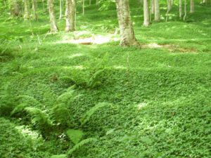 Invasive Ground Cover | Ontario's Invading Species Awareness Program