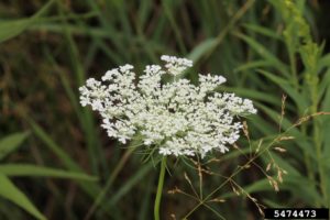 Queen Anne's Lace - Rob Routledge, Sault College, Bugwood.org