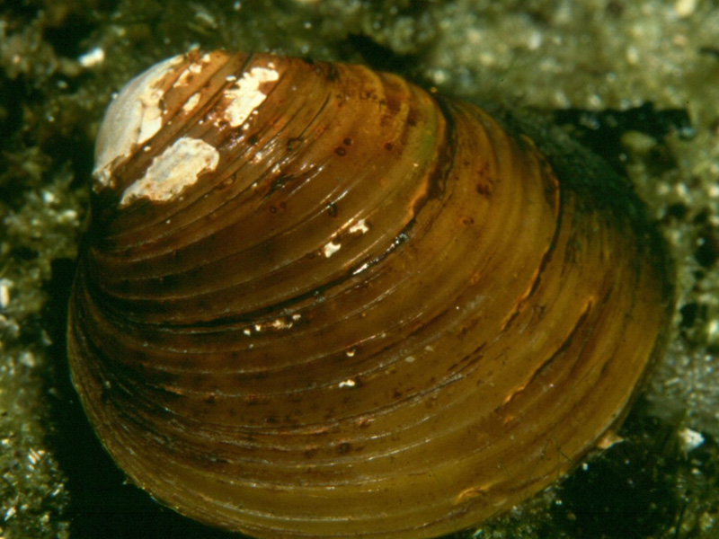 Asian Clam