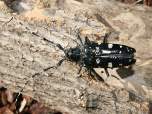 Asian Long-horned Beetle | Ontario's Invading Species Awareness Program