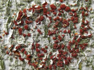 Beech Bark Disease | Ontario's Invading Species Awareness Program