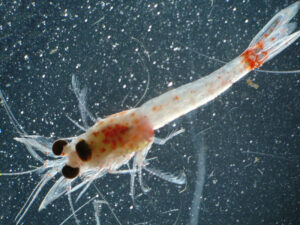 Bloody Red Shrimp | Ontario's Invading Species Awareness Program