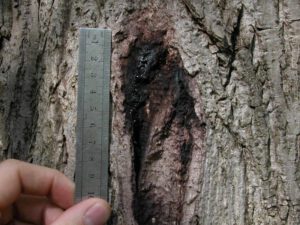 Butternut Canker | Ontario's Invading Species Awareness Program