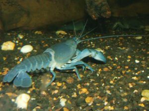 Common Yabby | Ontario's Invading Species Awareness Program