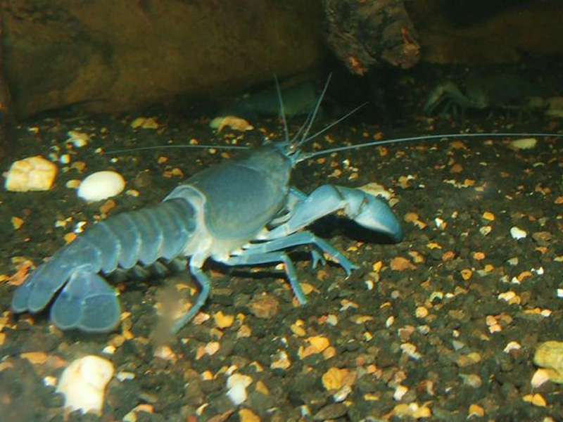 Common Yabby