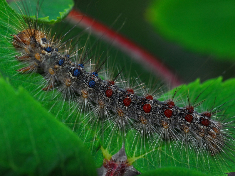 Digital Resources - Forest Pests & Pathogens | Ontario's Invading Species Awareness Program