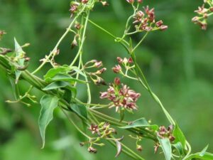 Dog-strangling Vine | Ontario's Invading Species Awareness Program