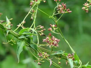 Dog-strangling Vine | Ontario's Invading Species Awareness Program