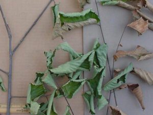 Dutch Elm Disease | Ontario's Invading Species Awareness Program