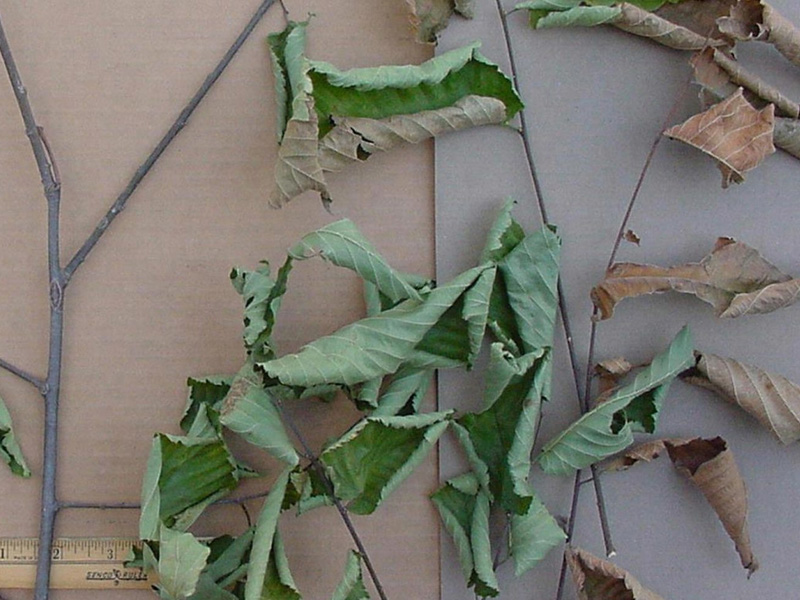 Dutch Elm Disease