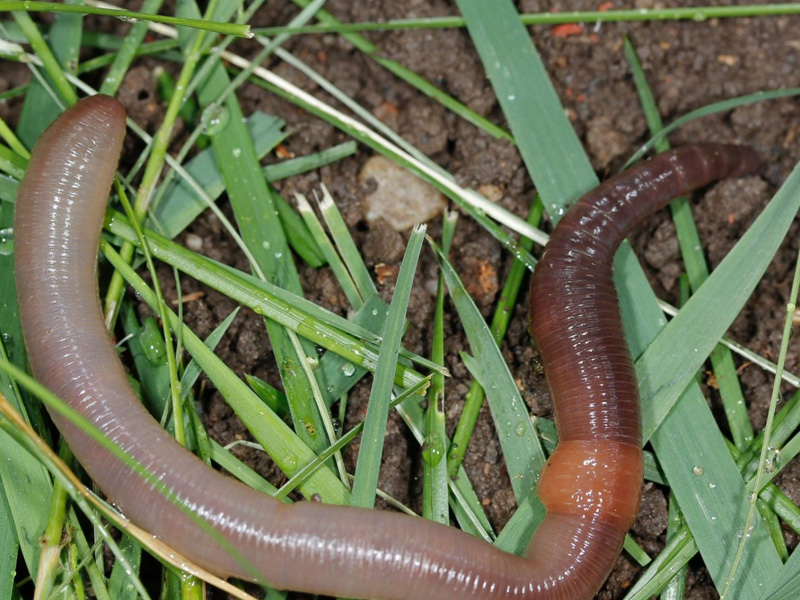 Invasive Earthworms  Ontario's Invading Species Awareness Program