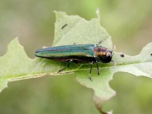 Emerald Ash Borer | Ontario's Invading Species Awareness Program