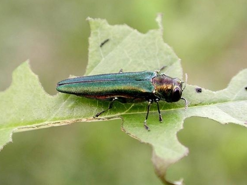 Emerald Ash Borer