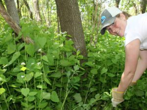 Garlic Mustard Pulls | Ontario's Invading Species Awareness Program