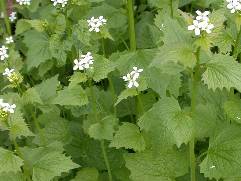 Garlic Mustard