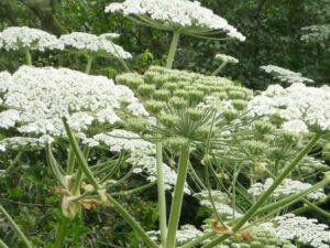 Giant Hogweed | Ontario's Invading Species Awareness Program