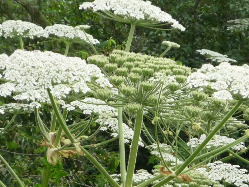 Giant Hogweed