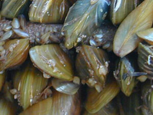 Golden Mussel | Ontario's Invading Species Awareness Program