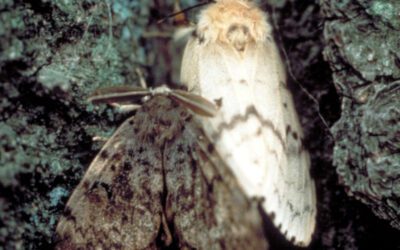 Gypsy Moth | Ontario's Invading Species Awareness Program