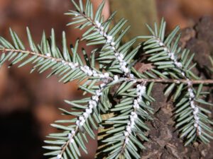 Hemlock Woolly Adelgid | Ontario's Invading Species Awareness Program