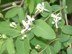 Invasive Honeysuckles | Ontario's Invading Species Awareness Program