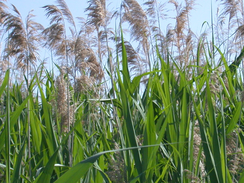 Invasive Phragmites