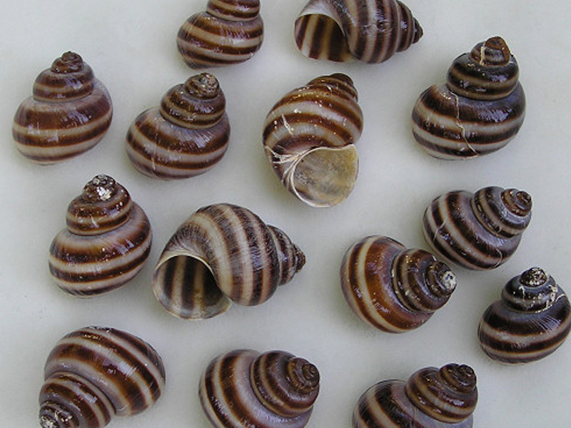 Invasive Snails