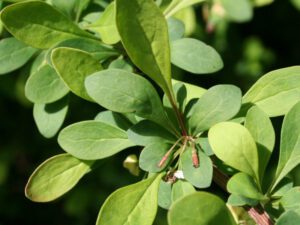 Japanese Barberry | Ontario's Invading Species Awareness Program