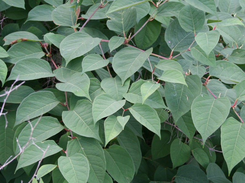 Japanese Knotweed