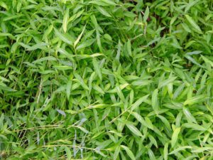 Japanese Stiltgrass | Ontario's Invading Species Awareness Program