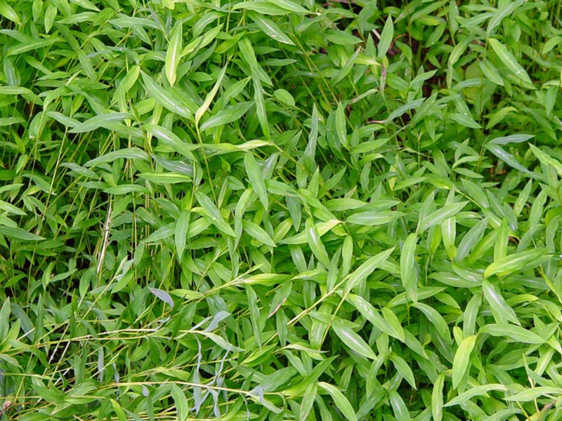 Japanese Stiltgrass