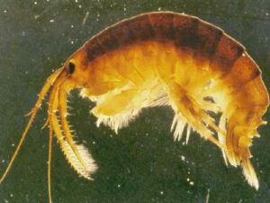 Killer Shrimp | Ontario's Invading Species Awareness Program