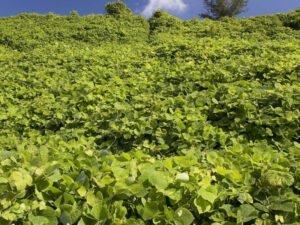 Kudzu | Ontario's Invading Species Awareness Program