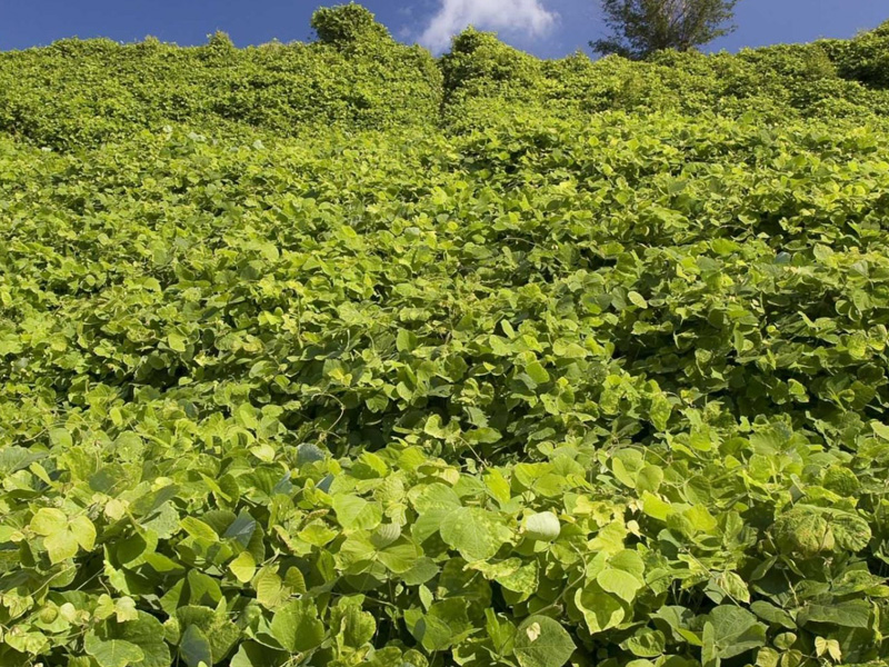 Kudzu