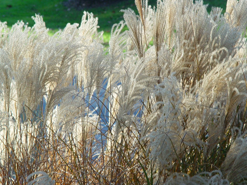 Miscanthus