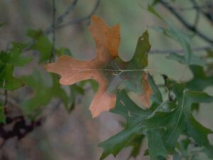 Oak Wilt | Ontario's Invading Species Awareness Program