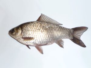 Prussian Carp | Ontario's Invading Species Awareness Program