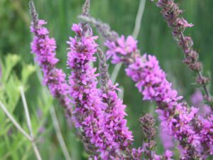 Purple Loosestrife | Ontario's Invading Species Awareness Program