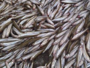 Rainbow Smelt | Ontario's Invading Species Awareness Program