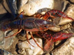 Red Swamp Crayfish | Ontario's Invading Species Awareness Program