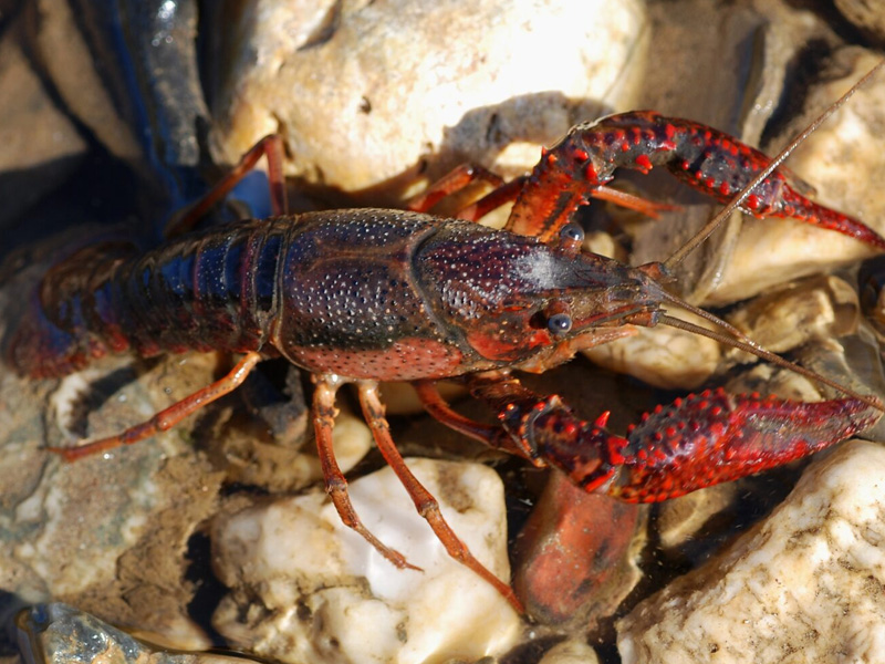 Red Swamp Crayfish